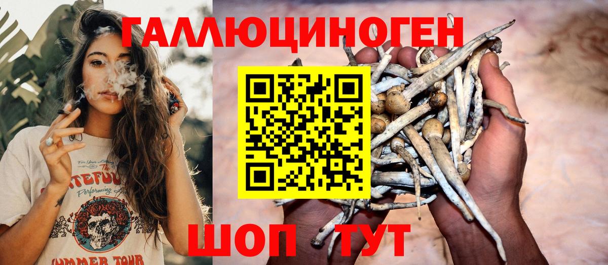 Псилоцибиновые грибы Psilocybine cubensis Конаково
